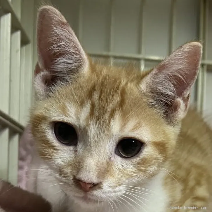 ID：2306-02089の子猫