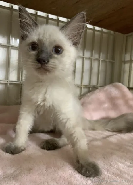 ID:2107-01829の子猫