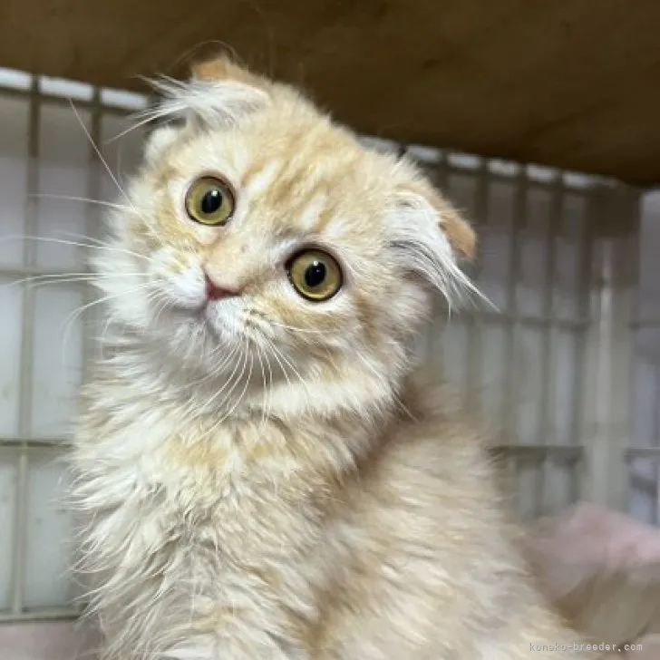 ID：2303-01427の子猫