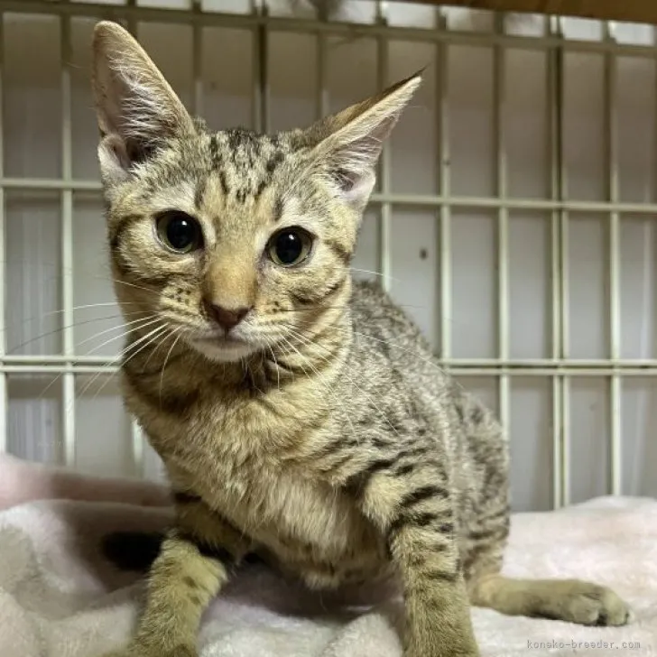 ID:2309-00772の子猫