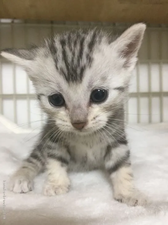 ID：1808-00618の子猫