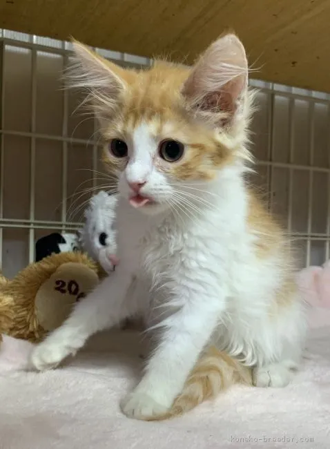 サイベリアン【東京都・女の子・2019年8月14日・レッド&amp;ホワイト】の写真1