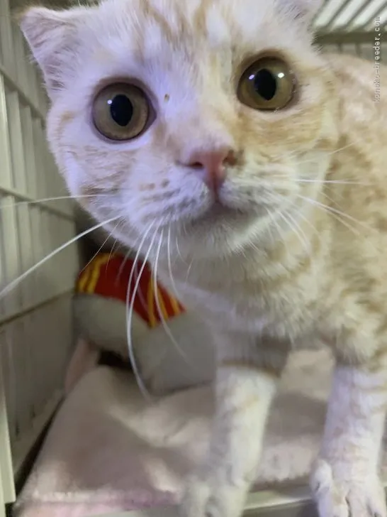 ID:1911-00210の子猫