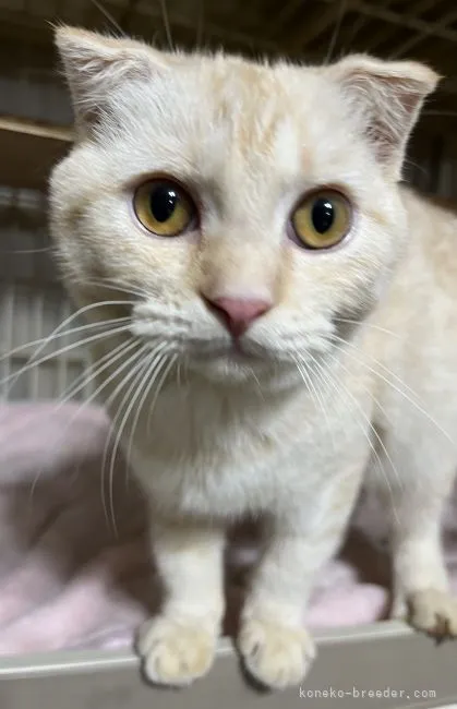 ID：2112-00754の子猫