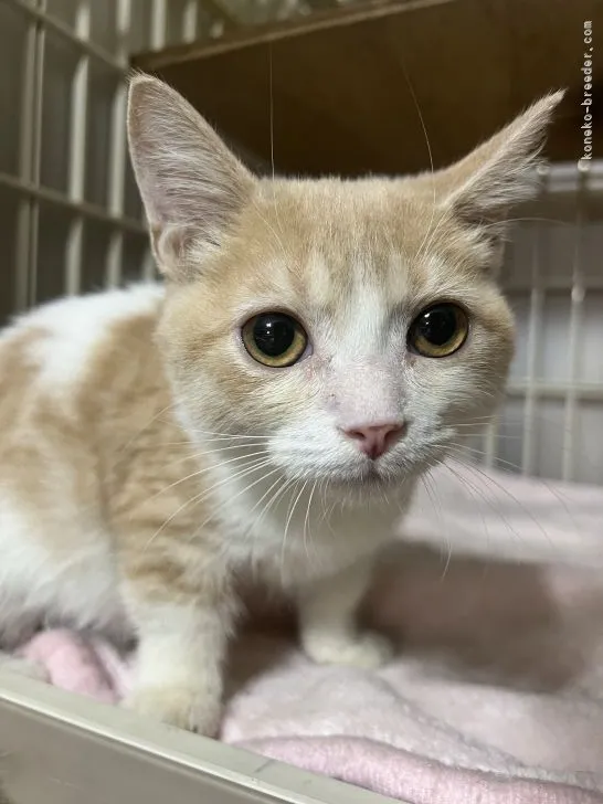 ID:2112-01425の子猫