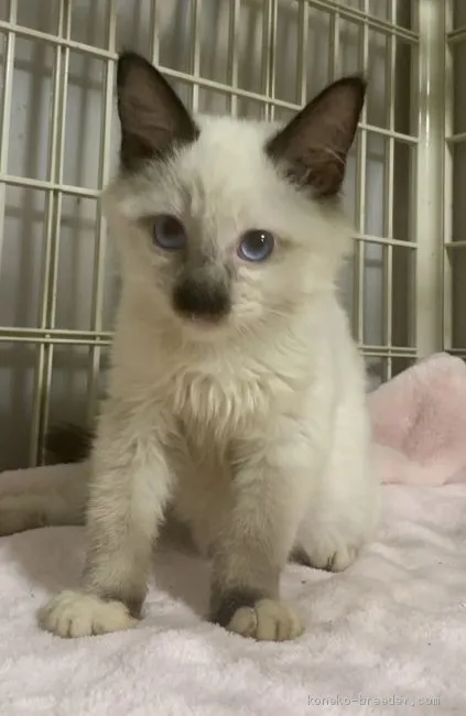 ID:2101-00625の子猫