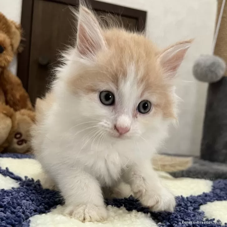 ID：2407-01022の子猫