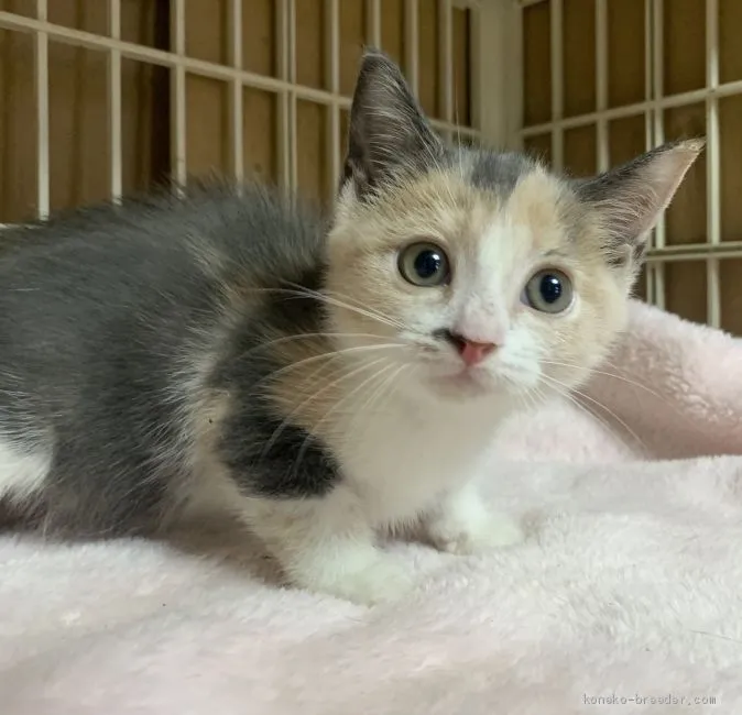 ID：2005-00267の子猫