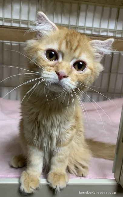 ID:1904-00287の子猫