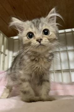 スコティッシュフォールド(立ち耳)【東京都・女の子・2021年3月24日・ブルーパッチドタビー】の写真「小柄な女の子です。」