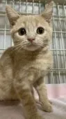 スコティッシュフォールド(立ち耳)【東京都・男の子・2020年11月27日・レッドタビー】の写真1