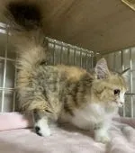 ミヌエット【東京都・女の子・2021年5月20日・ブラウンパッチドタビー&ホワイト】の写真2