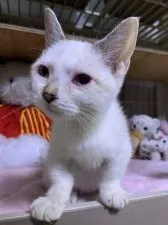 マンチカン(短足)【東京都・男の子・2019年8月9日・シールリンクスポイント】の写真2