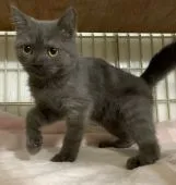 スコティッシュフォールド(立ち耳)【東京都・男の子・2021年3月10日・ブルータビー】の写真2