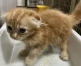 スコティッシュフォールド(折れ耳)【東京都・女の子・2023年7月29日・レッドタビー】の写真3