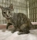 スコティッシュフォールド(立ち耳)【東京都・女の子・2020年11月27日・ブルータビー】の写真3