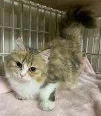 ミヌエット【東京都・女の子・2021年5月20日・ブラウンパッチドタビー&ホワイト】の写真4