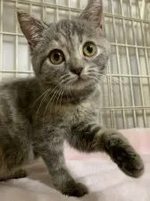 スコティッシュフォールド(立ち耳)【東京都・女の子・2020年11月27日・ブルータビー】の写真4