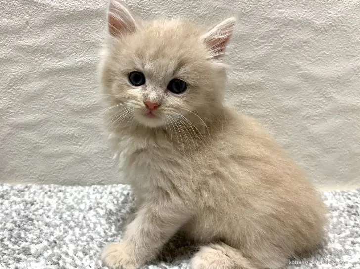 かな 様のお迎えした子猫