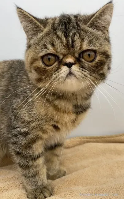 ID：2106-02664の子猫