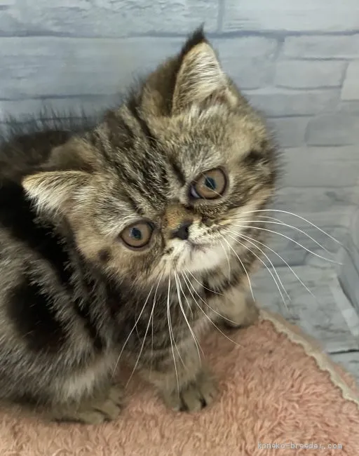 ID:2007-00755の子猫
