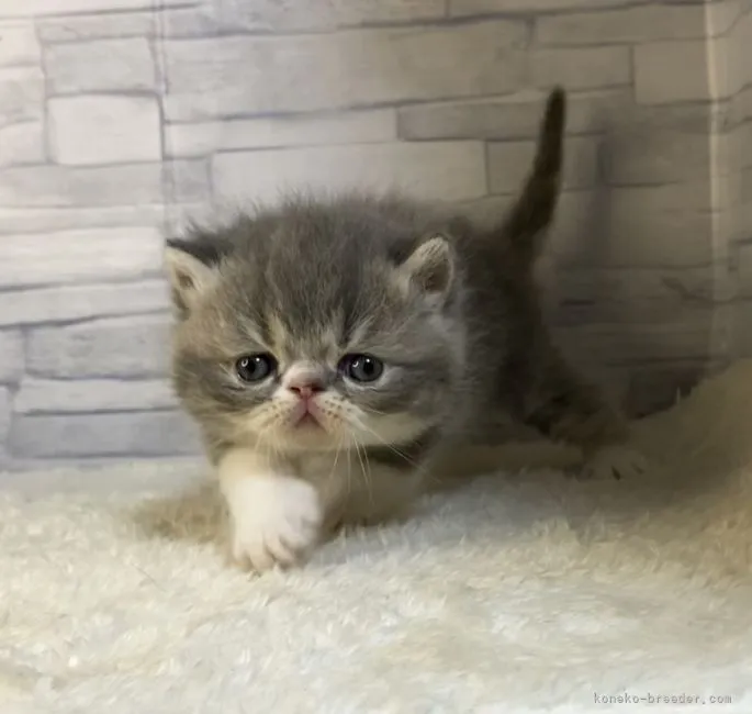 ID：2104-01598の子猫