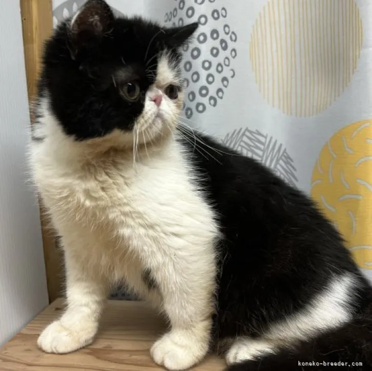 ID:2303-01990の子猫