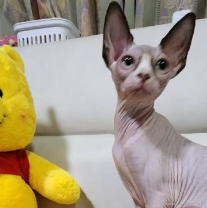 ID：2404-00542の子猫