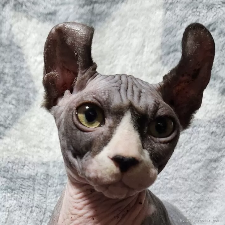 ID:2310-02154の子猫