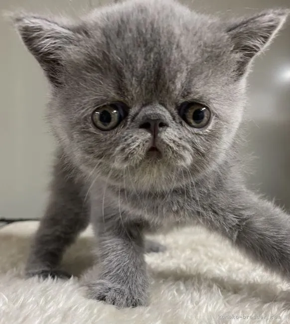ID:2108-02236の子猫