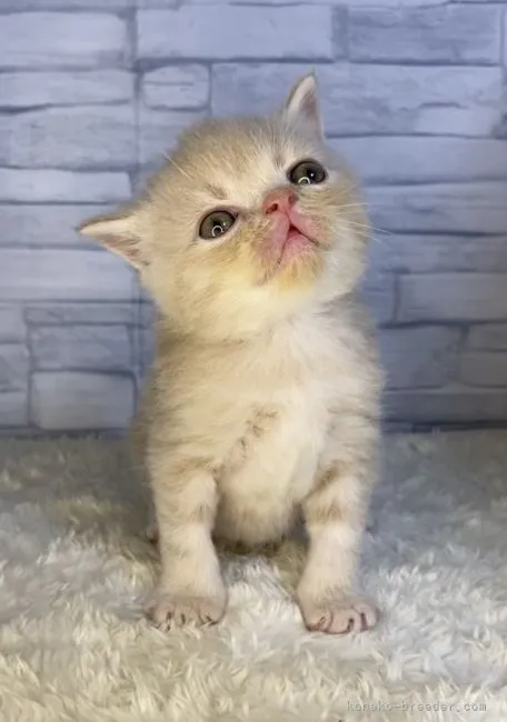 ID:2104-01583の子猫