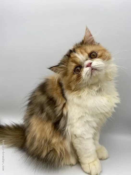 ID：2106-02663の子猫