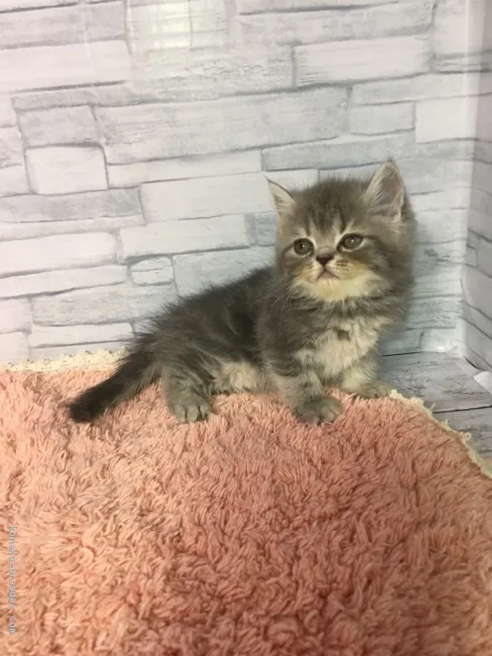 ID:1908-00163の子猫