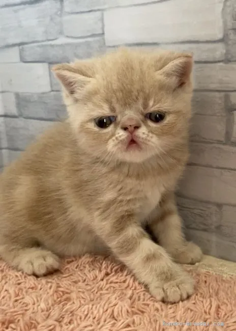 ID:2005-02069の子猫