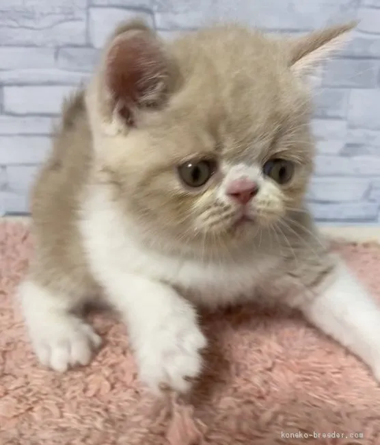 ID:2005-02031の子猫