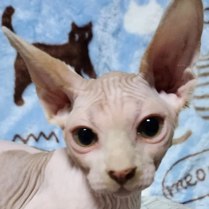 ID：2410-00192の子猫