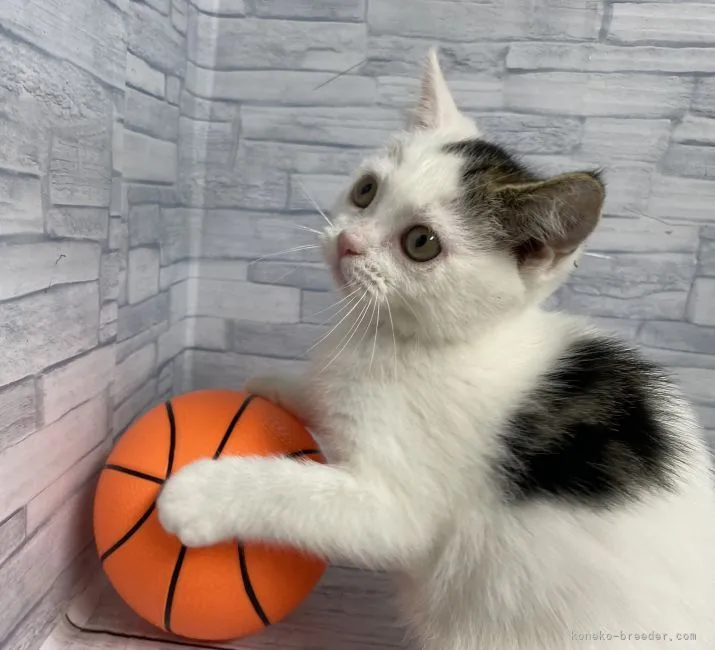 ID:2107-01152の子猫