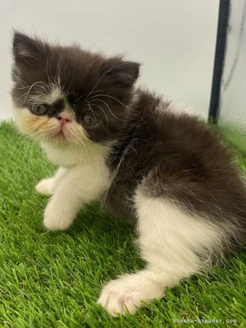 ID:2110-00125の子猫