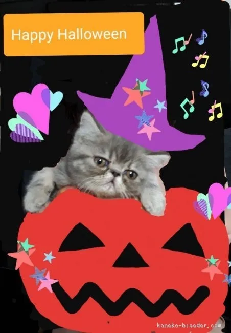 ID:1808-01617の子猫