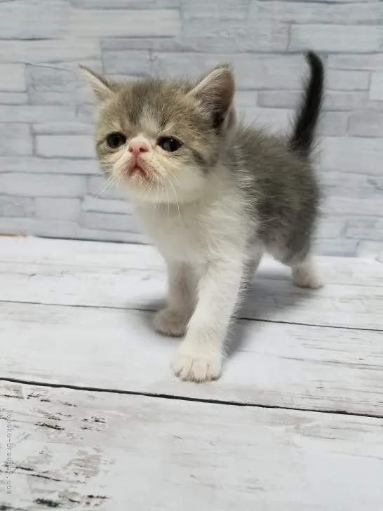 ID:1905-01011の子猫