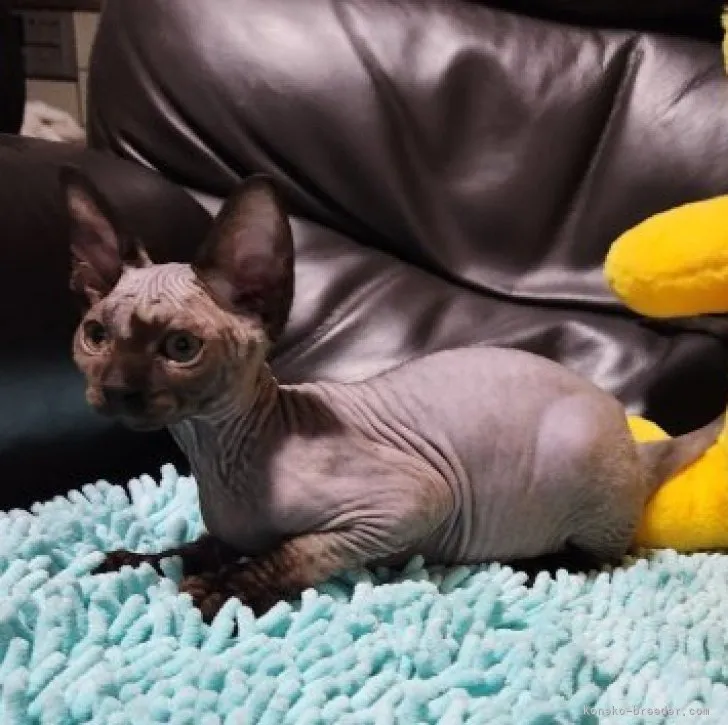 ID：2304-00829の子猫