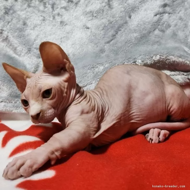 ID:2310-01920の子猫