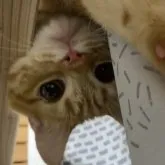 ミヌエット(長足)【兵庫県・男の子・2022年9月9日・レッドタビー】の写真1「可愛いですよ💕ぜひ一度見に来てください🙇🏻‍♂️」