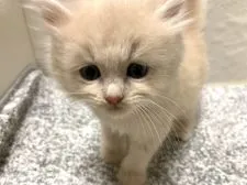 サイベリアン【兵庫県・男の子・2020年5月1日・クリームタビー】の写真2「おっとりな性格です♪」