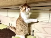 エキゾチックショートヘア【兵庫県・男の子・2024年5月15日・】の写真3「人懐っこいです😸」