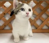 マンチカン(短足)【兵庫県・女の子・2023年2月22日・ブラウンタビー&ホワイト】の写真5「歩き方も可愛いです😍」