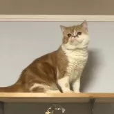 エキゾチックショートヘア【兵庫県・男の子・2025年5月2日・レッドタビー&ホワイト】の写真5