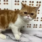 エキゾチックショートヘア【兵庫県・女の子・2025年6月18日・レッドタビー&ホワイト】の写真3