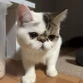 エキゾチックショートヘア【兵庫県・男の子・2025年6月18日・ブラウンタビー&ホワイト】の写真3