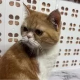 エキゾチックショートヘア【兵庫県・女の子・2025年6月18日・レッドタビー&ホワイト】の写真5